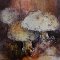 Pousser comme des champignons
